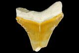 Serrated, Fossil Megalodon Tooth - Bone Valley, Florida #145098-1